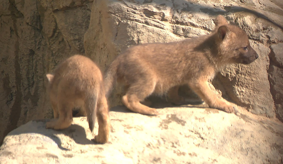 Пополнение в Минском зоопарке в вольерах красных волков и енотов