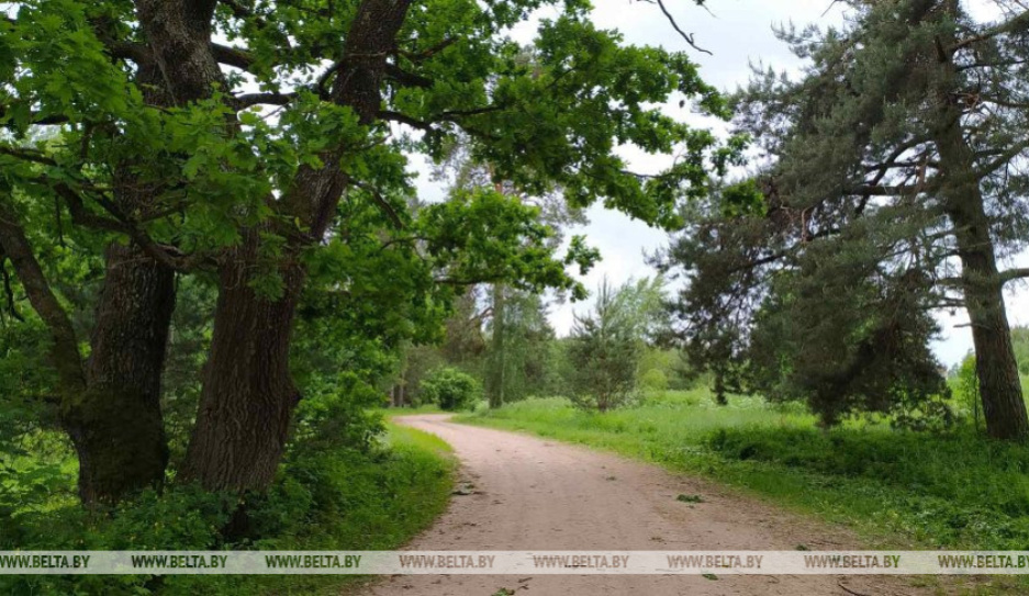 Запреты и ограничения на посещение лесов продолжают действовать во всех 118 районах Беларуси