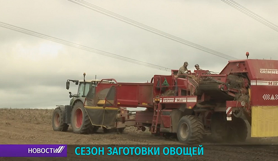 В Беларуси полным ходом идет уборка овощей