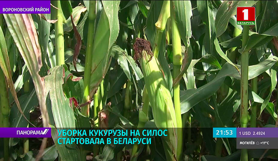 В Беларуси продолжается  уборка кукурузы на силос и зеленый корм