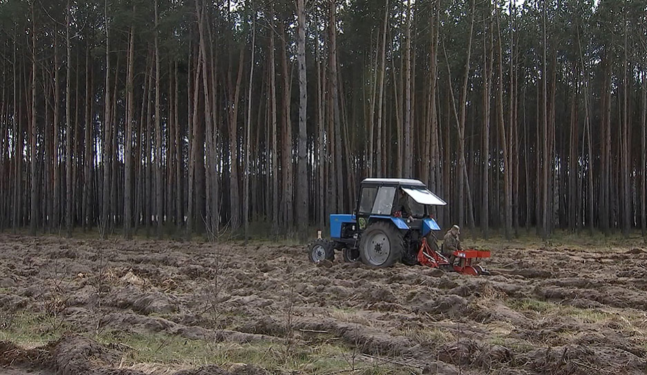 Узнали, в каких областях Беларуси вступили в силу ограничения на посещение лесов