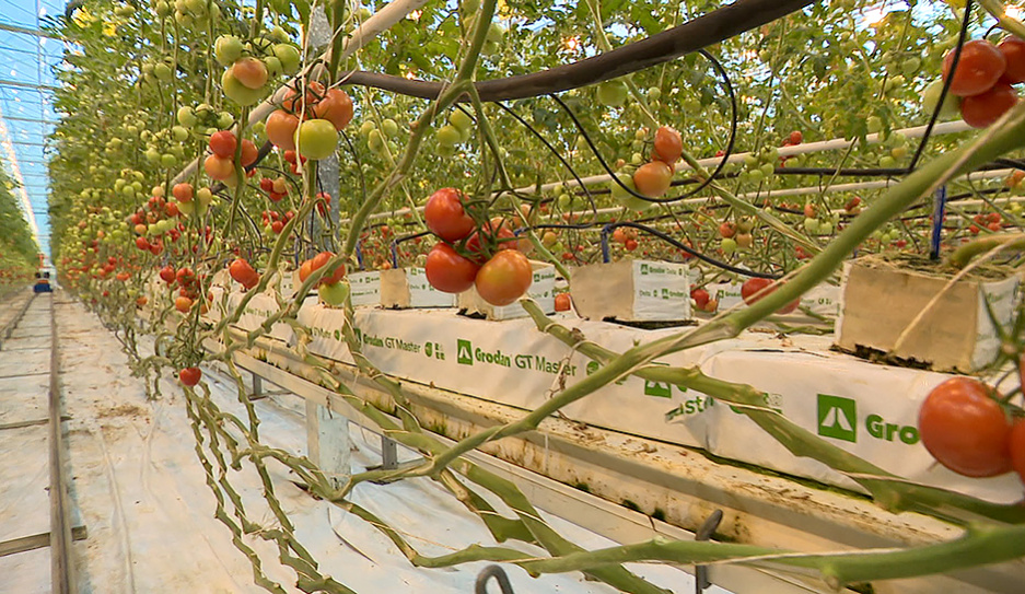 Впервые в Беларуси освоили технологию производства томатов в защищенном грунте - Заяц