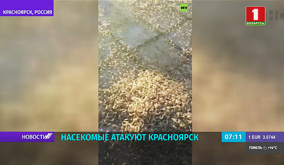 Полчища насекомых атакуют российский Красноярск