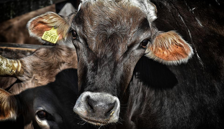 Почти 500 коров украли в Гомельской области