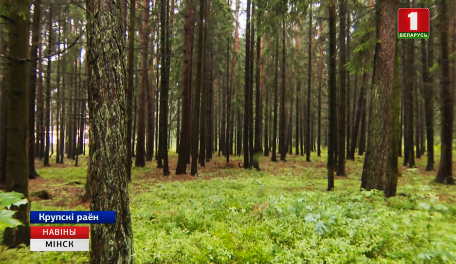 В этом ягодно-грибном сезоне в лесах Минской области заблудились 14 человек 