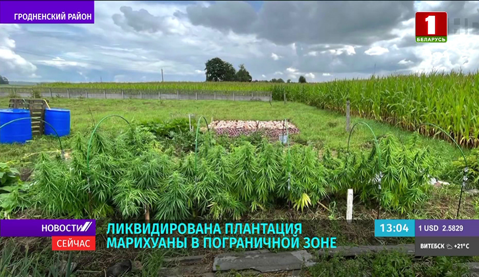 Плантацию марихуаны в пограничной зоне в Гродненском районе обнаружили правоохранители