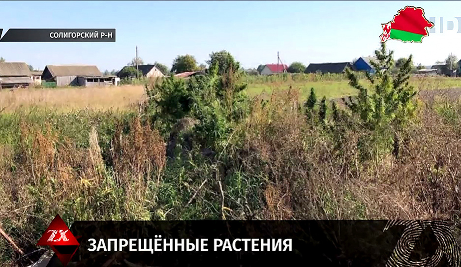 В рамках спецоперации Мак в Солигорском районе за неделю уничтожили более гектара конопли