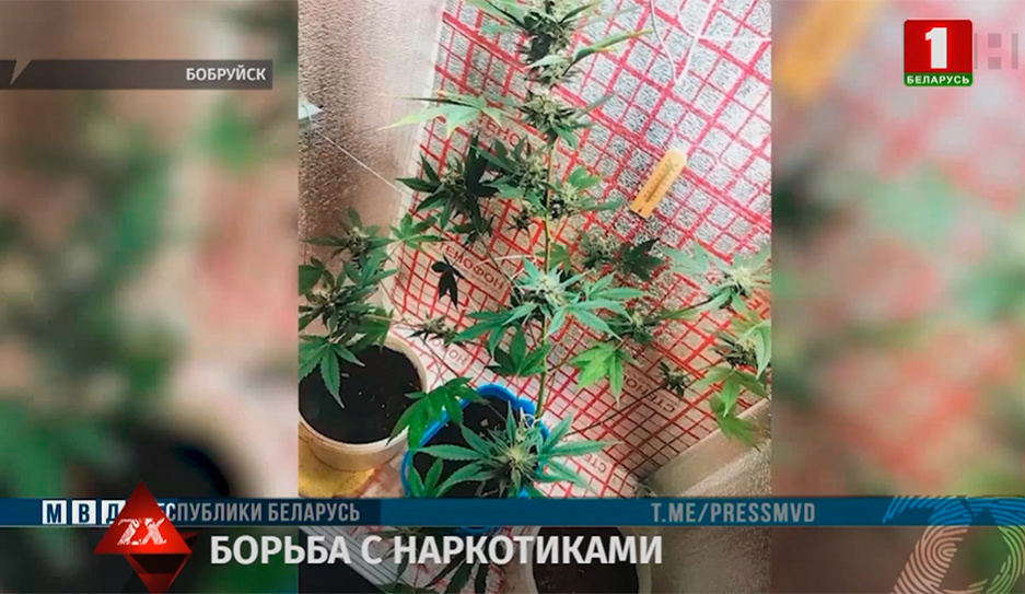 5 нарколабораторий по выращиванию конопли выявили за месяц в Могилевской области 