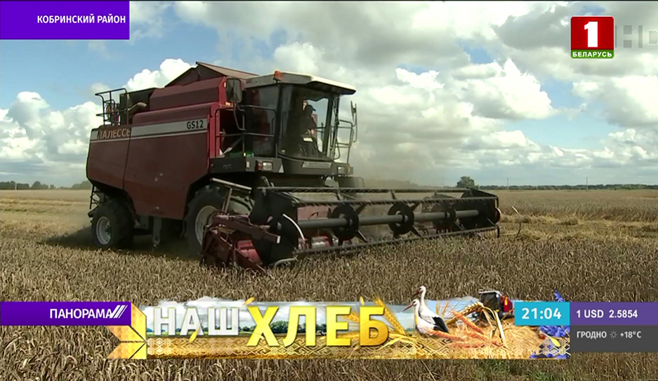 Белорусские комбайны убирают урожай в режиме нон-стоп, надо получить от земли максимум