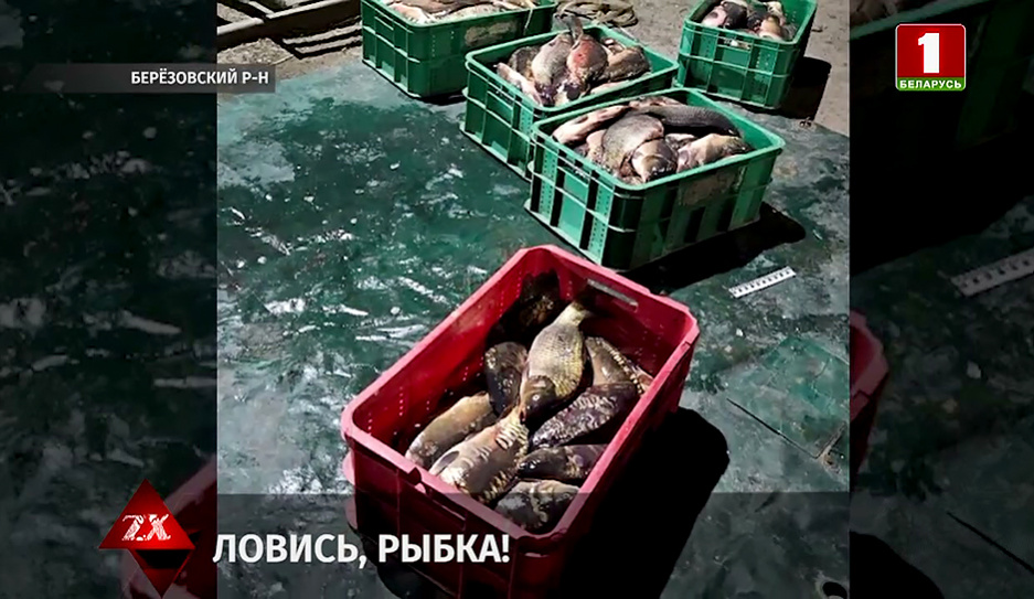 Более 150 кг рыбы пытался украсть работник рыбхоза в Березовском районе