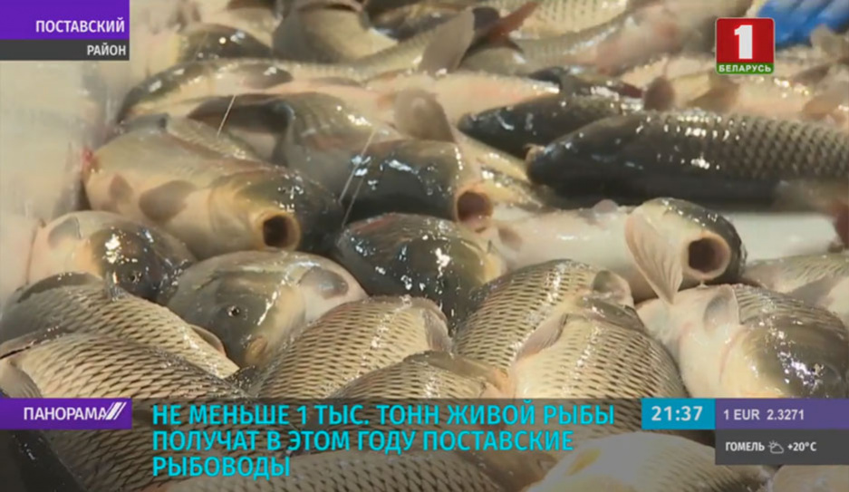 Не меньше тысячи тонн живой рыбы получат в этом году поставские рыбоводы