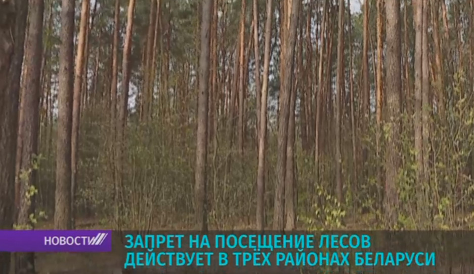 В Беларуси запрет на посещение лесов действует в  трех районах страны