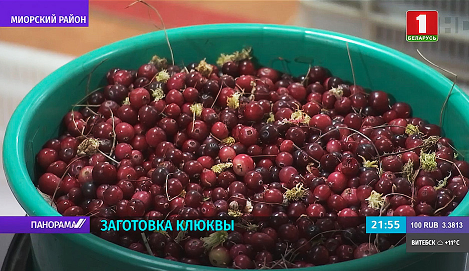 В Беларуси продолжается сезон заготовки клюквы