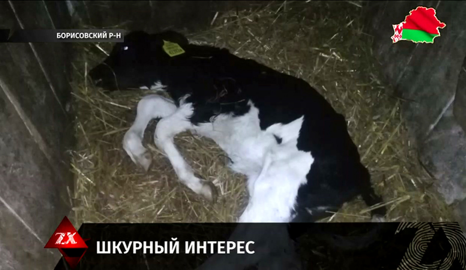 В Борисовском районе работники сельхозпредприятия скрыли падеж скота 