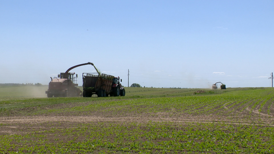 Более 2 млн т травянистых кормов необходимо заготовить аграриям Минской области