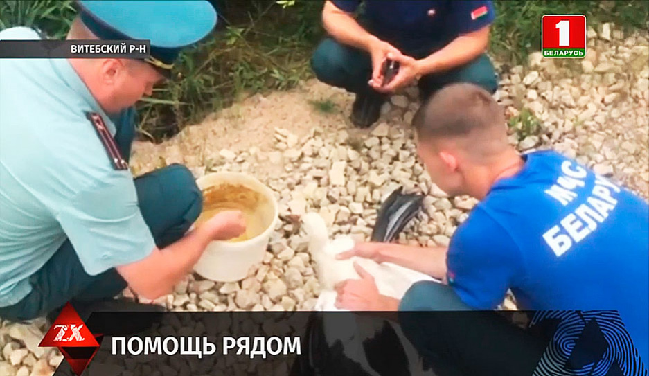 Застрял на вышке связи - в деревне Савченки Витебского района бойцы МЧС спасали аиста