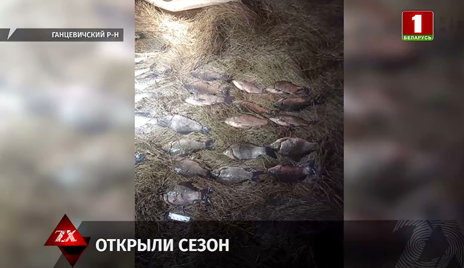 В Ганцевичском районе четверо браконьеров ловили рыбу сетью. Чем все закончилось