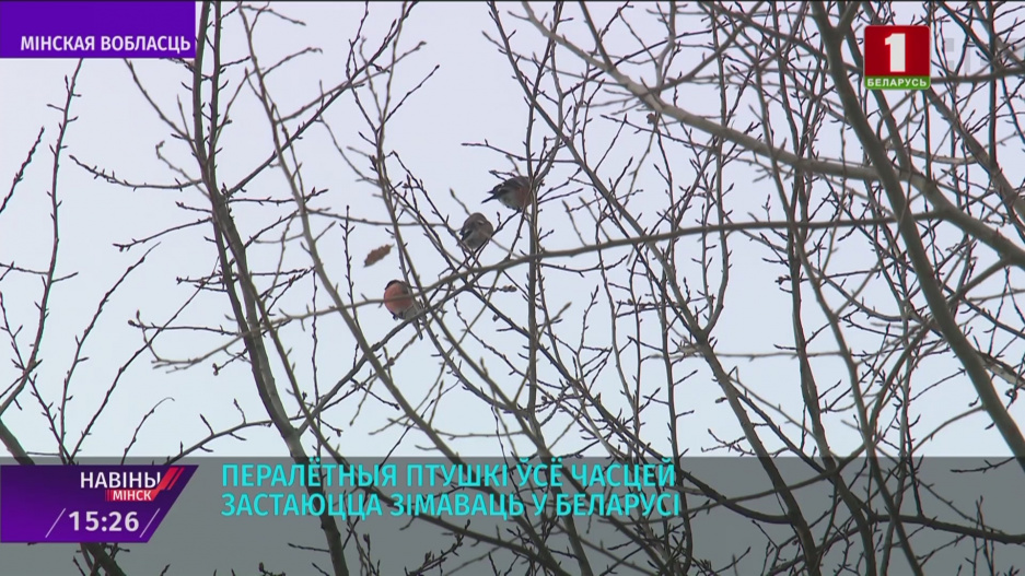 Перелетные птицы все чаще остаются зимовать в Беларуси