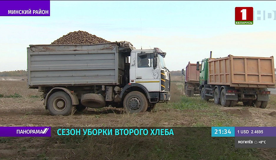 Хозяйства Беларуси сейчас активно занимаются закладкой на зиму картофеля и других овощей