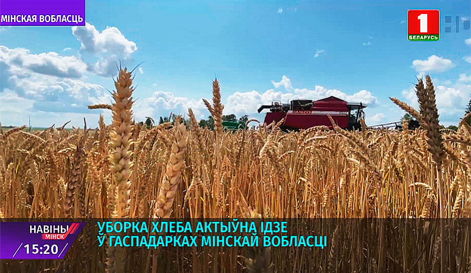 Уборка зерна активно идет в хозяйствах Минской области