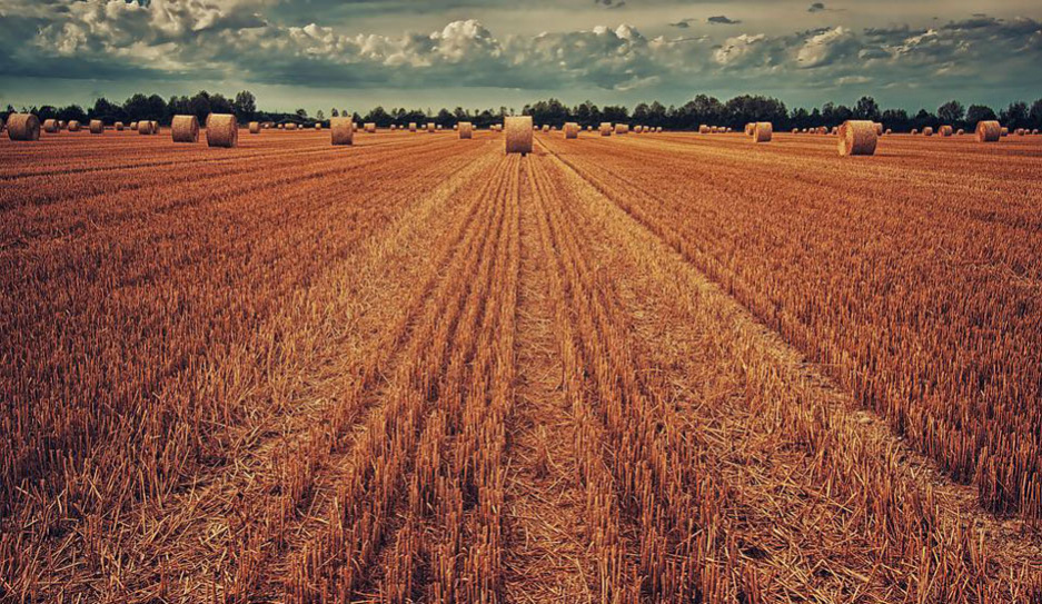 В центральном регионе перешагнули знаковый рубеж агросезона - первый миллион тонн зерна