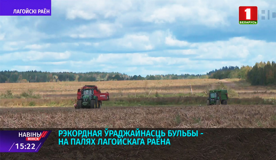 В Минской области выращивают специальные сорта картофеля