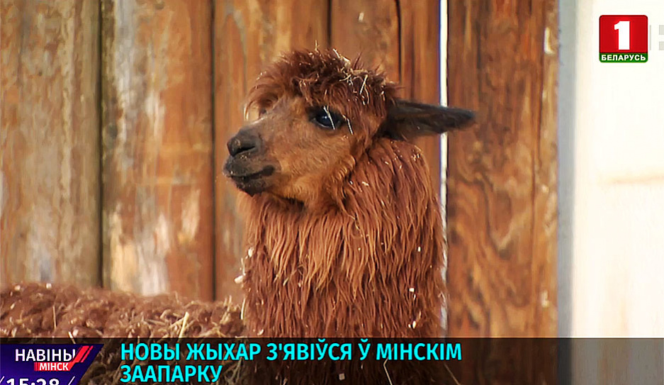 Новый обитатель появился в Минском зоопарке
