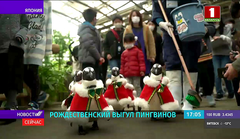 В японском Мацуэ Фогель Парке состоялся традиционный мини-парад пингвинов