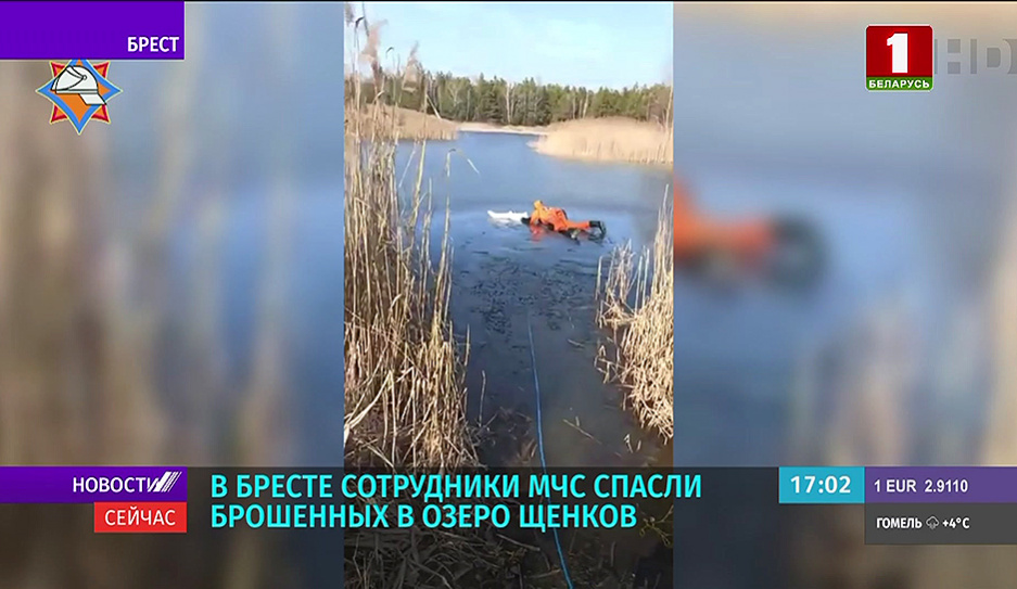 Сотрудники МЧС в Бресте спасли брошенных в озеро щенков 