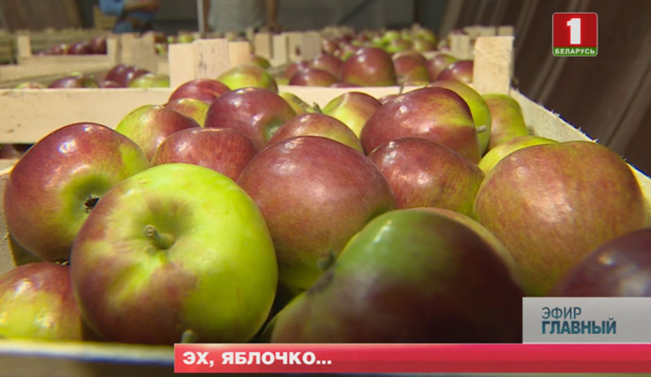 Репортаж Главного эфира. Перспективы белорусского яблока на родных прилавках