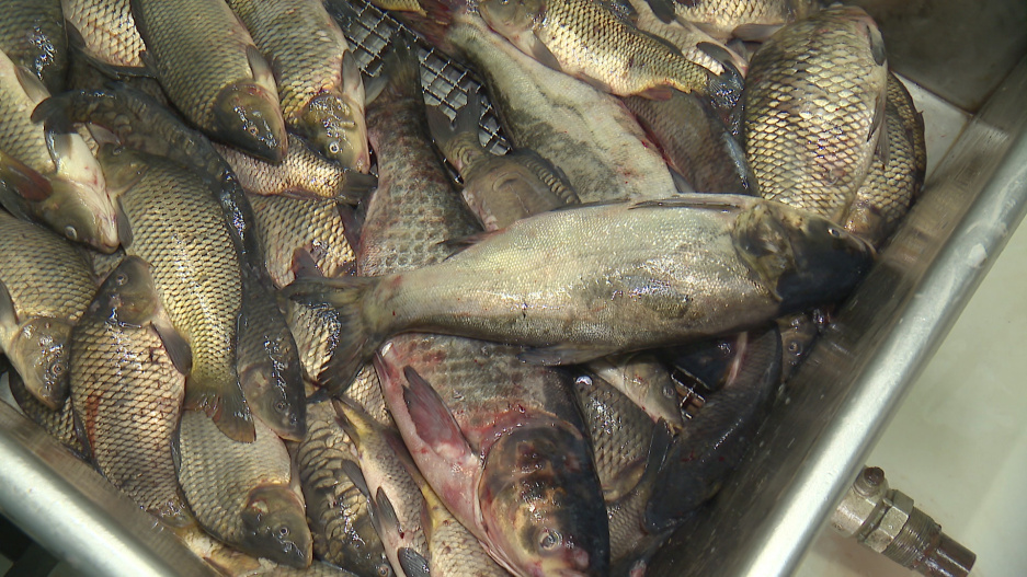 Сколько живой рыбы продают рыбхозы Минской области и где