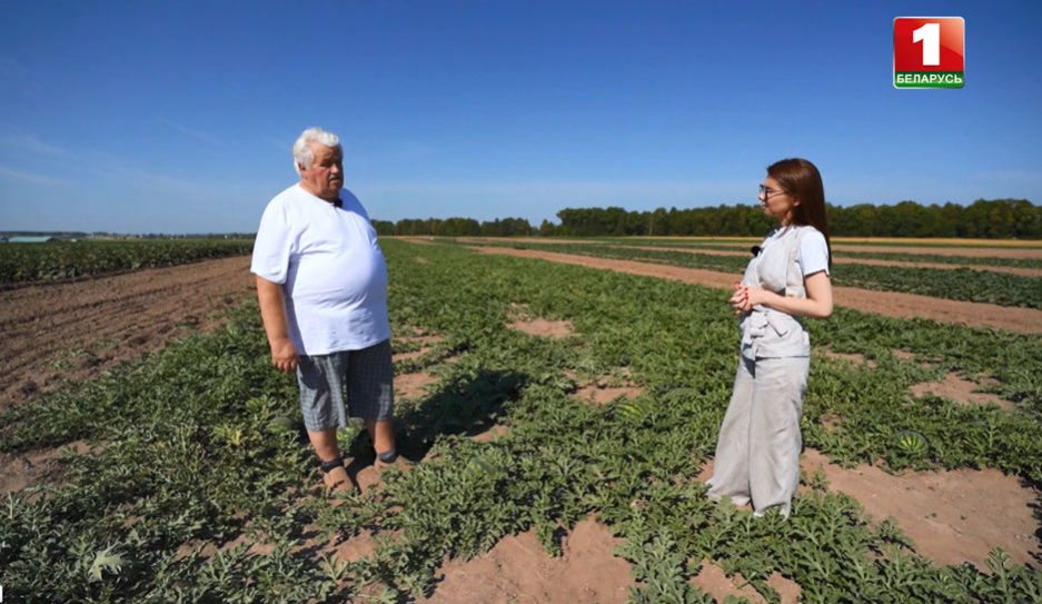 Как в Беларуси появилась идея выращивать арбузы?