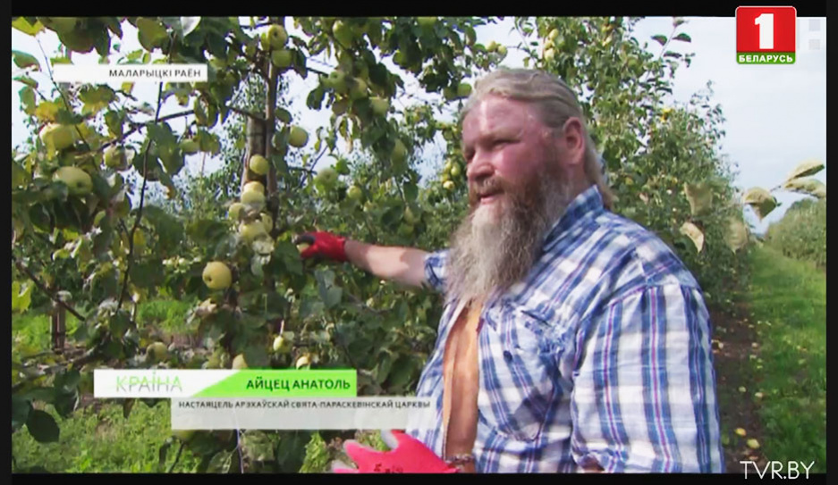 155 тысяч тонн яблок планируют собрать в Беларуси