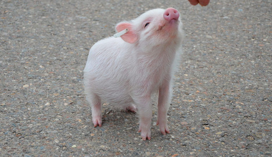 Свинью, органы которой могут быть пересажены людям, вывели в Японии
