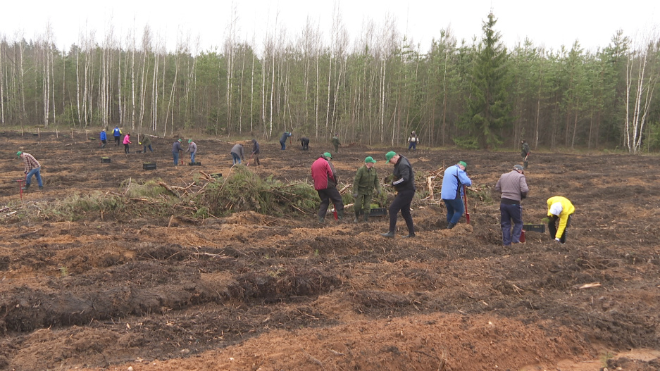 Команда Исполкома СНГ участвует в акции Неделя леса 