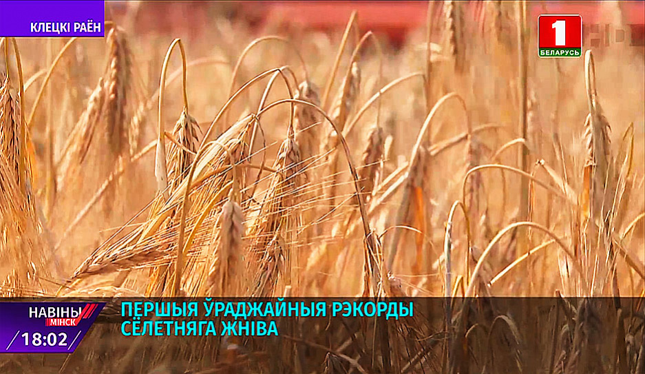 Уборочная-2021: тысяча тонн зерна на счету экипажа комбайнеров из Клецкого района