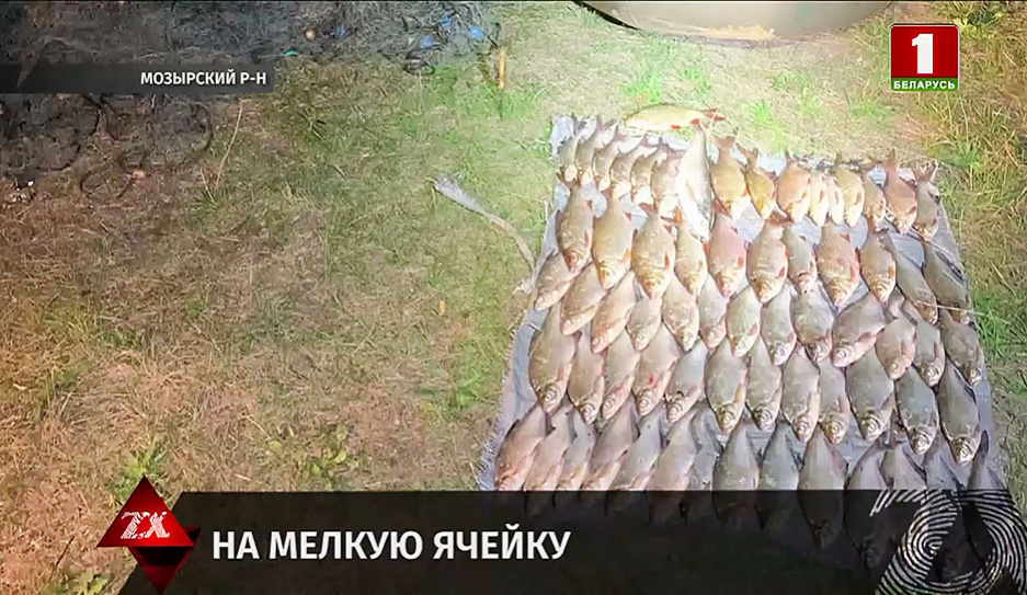 Почти 80 кг рыбы изъяли защитники флоры и фауны у двух друзей в Толочинском районе