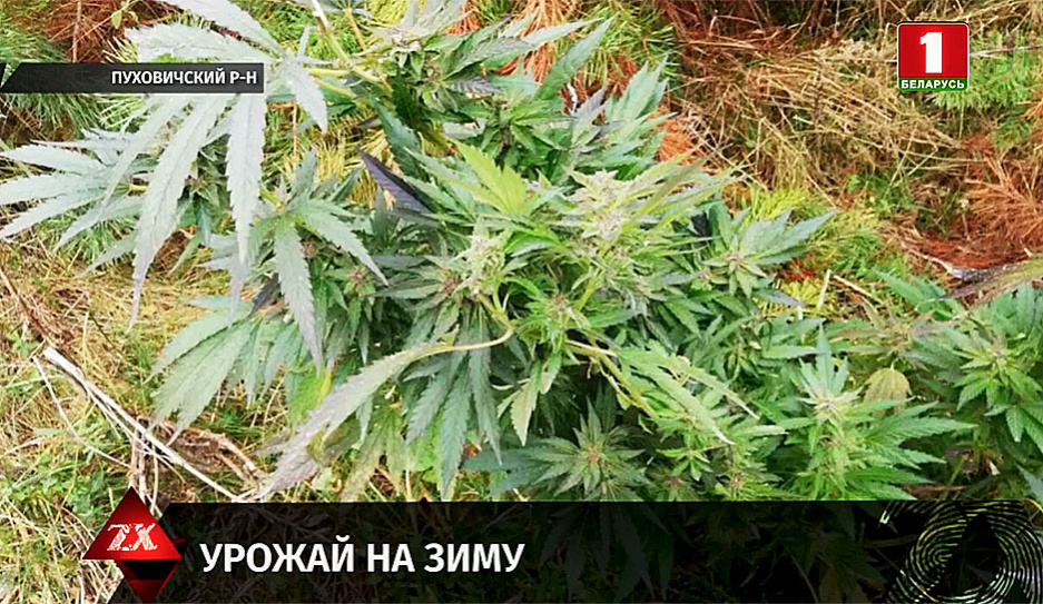 Задержание за марихуану видео белые пятна на листьях конопли