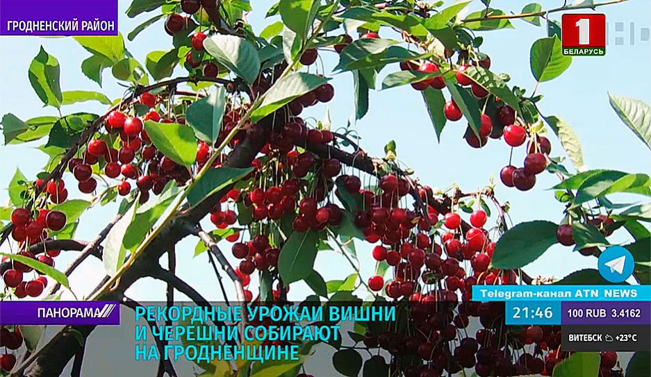Садоводы Беларуси приступили к сбору урожая вишни и черешни 