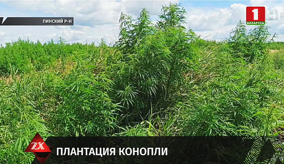 Плантация марихуаны приколы про ведущих даркнет трава вход на гидру