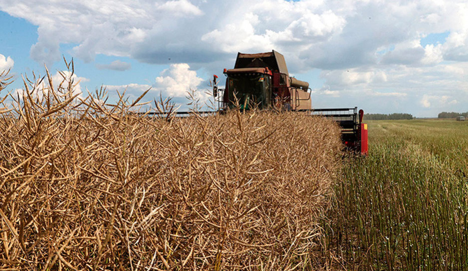 Лукашенко посещает Брестскую область - аграрная тематика продолжается темой рапса