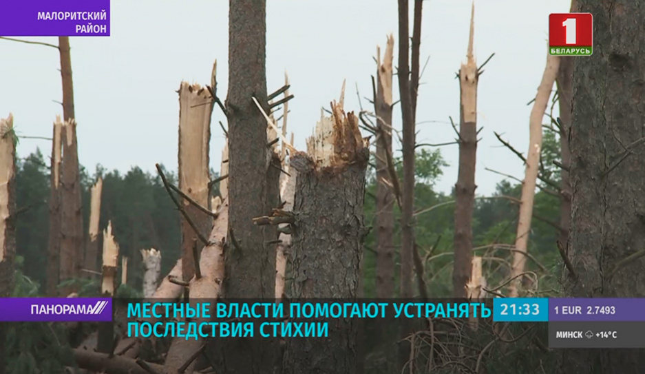 Ураган в Брестской области: 34 деревни без света, вывернутые деревья, сорванные крыши