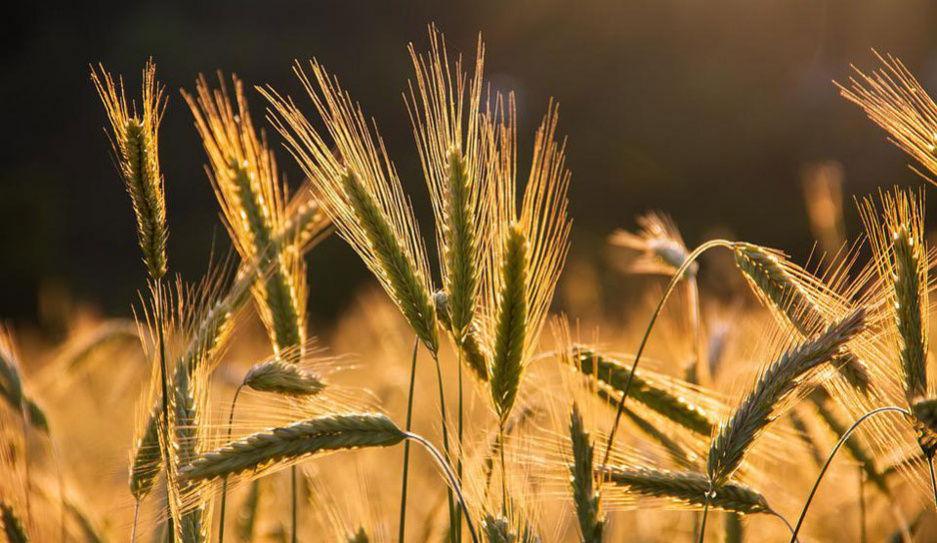19 районов намолотили более 100 тыс. тонн зерна. Такого в истории Беларуси никогда не было
