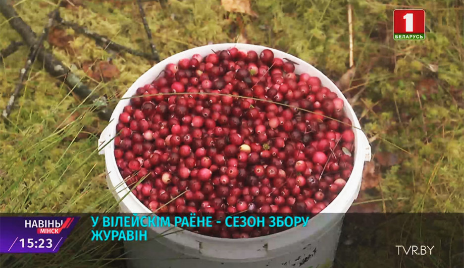 10 тонн клюквы заготовили в Минской области с начала сезона