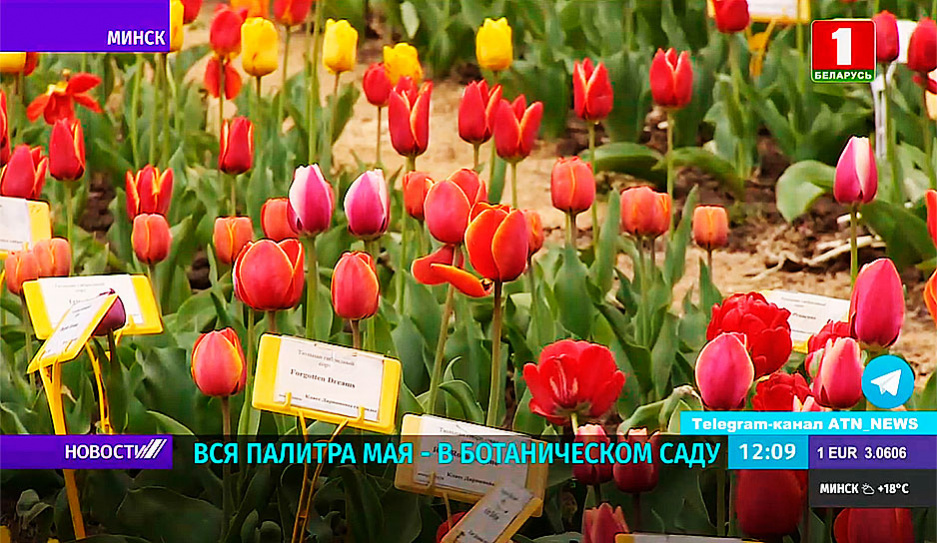 Триумф и Рембрандт, махровые и пионовидные - в Ботаническом саду цветут тюльпаны