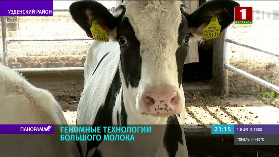 Предприятие Белинтерген предлагает модель агробизнеса, где главный инвестор - сама корова