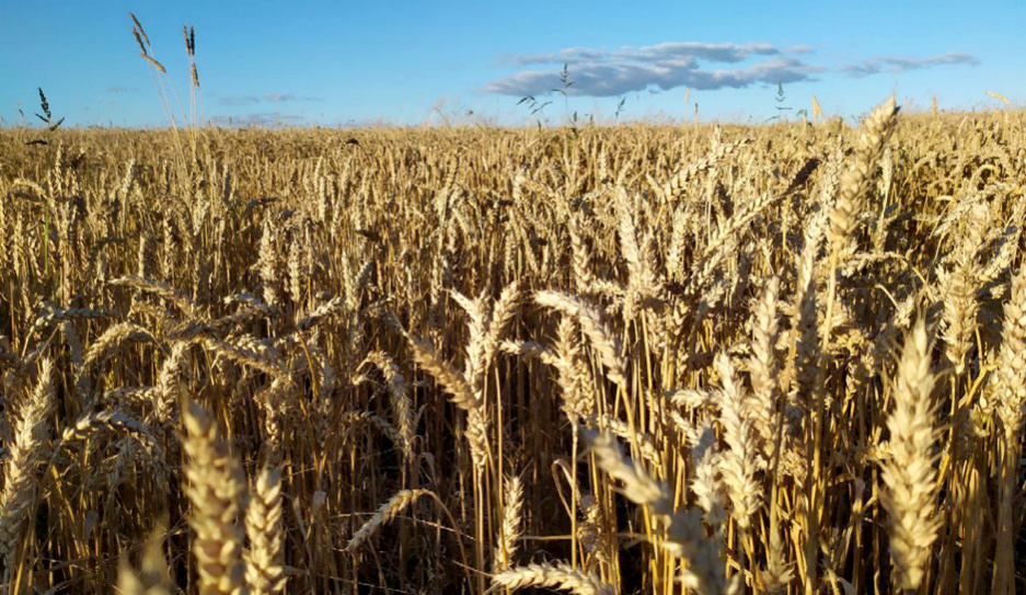 Белорусские аграрии намолотили уже 6 млн 615 тыс. зерна - кто в лидерах по намолоту?