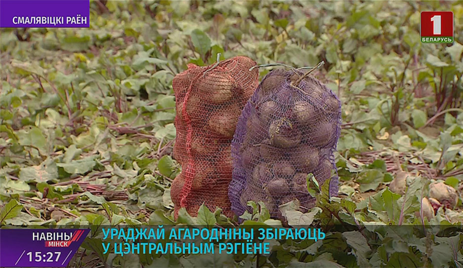 Аграрии Минской области завершают уборку картофеля - на хранение отправили уже более 200 тысяч тонн 