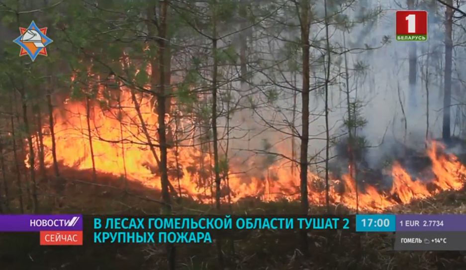 В лесах Гомельской области тушат два крупных пожара