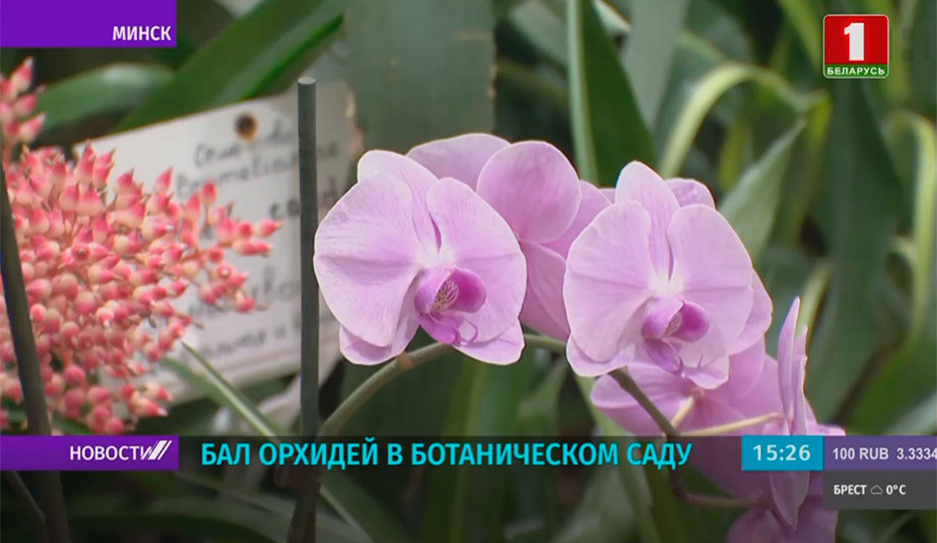 В Ботаническом саду открылась выставка орхидей Тропическая палитра